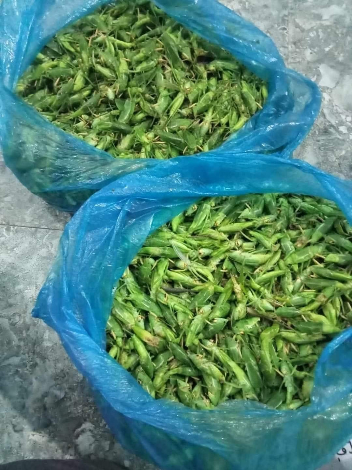 Muồm muỗm đã được vặt cánh, gom thành từng túi. (Ảnh: Phương Quý)