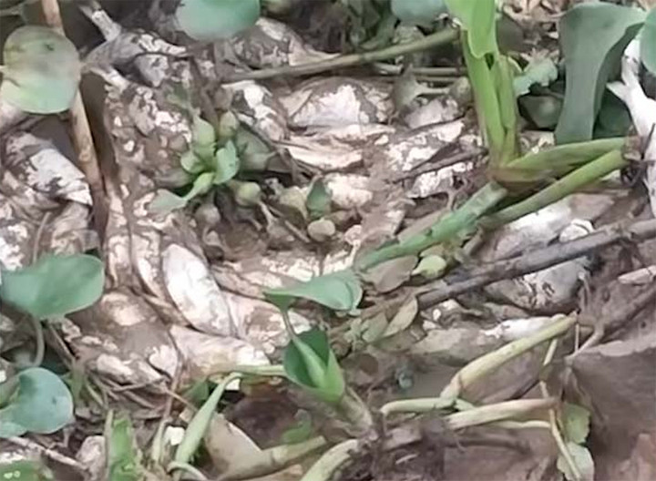 Cơ quan chức năng đang làm rõ nguyên nhân cá, tôm chết trôi dạt vào bờ ở Nam Định. (Ảnh cắt từ clip)