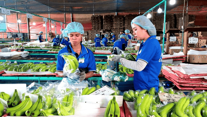 Chuối vẫn là cây trồng chủ lực của HAGL, với dự kiến đạt 9.000 ha trong năm 2024. (Ảnh: HAGL)