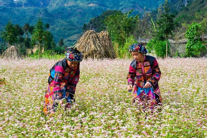 Hoa tam giác mạch nở vào tháng mấy? - 3