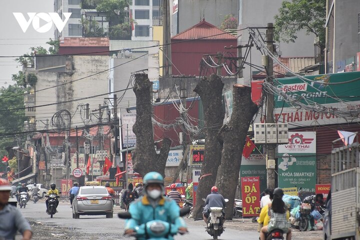 Ở chiều đối diện trước đó cũng đã có loạt xà cừ phải đánh chuyển. Đại diện quận Nam Từ Liêm cho biết, cây xanh chặt hạ có giấy phép của Sở Xây dựng Hà Nội. Cây chặt hạ sẽ được đấu giá.