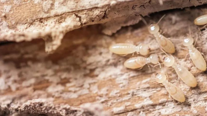 Làm thế nào để diệt mối? (Ảnh: Forbes Home)