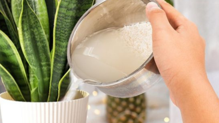 Không nên dùng nước vo gạo tưới cây trực tiếp ngay khi vo thế này. (Ảnh: Pinterest)