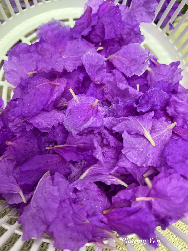 Sơ chế hoa bằng lăng.