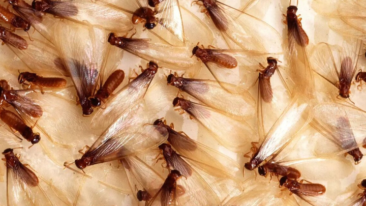 Có một số mẹo diệt mối cánh hiệu quả. (Ảnh minh hoạ: Pinterest)