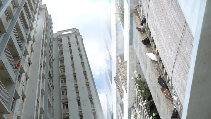 Cả chung cư như biến thành "tổ chim" khổng lồ với hàng trăm con chim bay, đậu nhiều vị trí. (Ảnh: Nguyễn Anh)