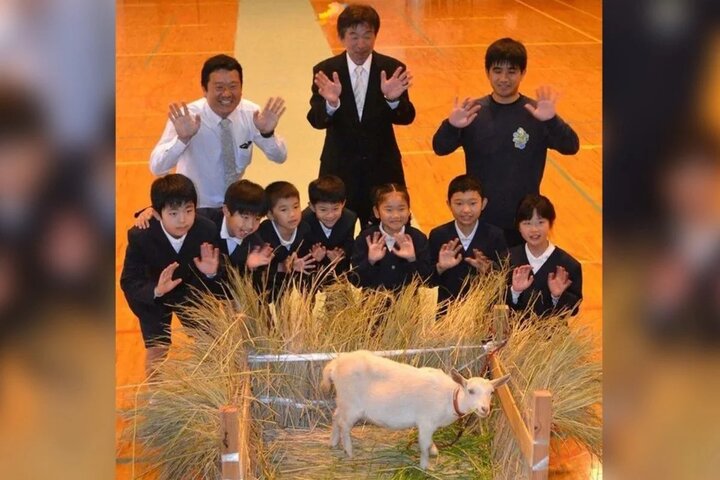 Trường học ở Nhật Bản nhận một chú dê làm 'học sinh mới'- Ảnh 1.