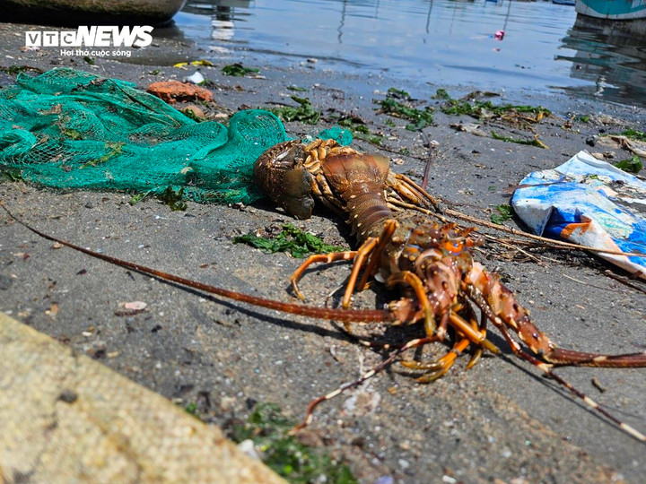 Nguyên nhân tôm chết hàng loạt trong những năm qua đa số là do nuôi quá dày.
