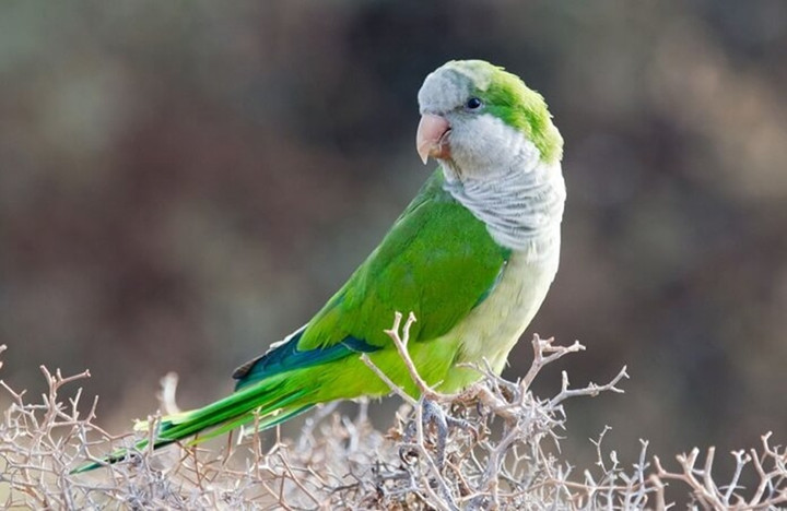 Anh Trâu không ngờ con vẹt mình mua và bán lại chính là loài được bảo vệ.