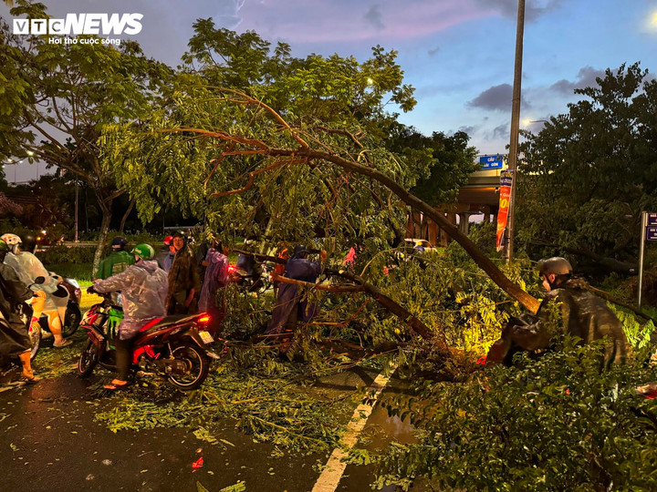 Hai cây xanh dưới dạ cầu Sài Gòn bật gốc, chắn ngang đường.