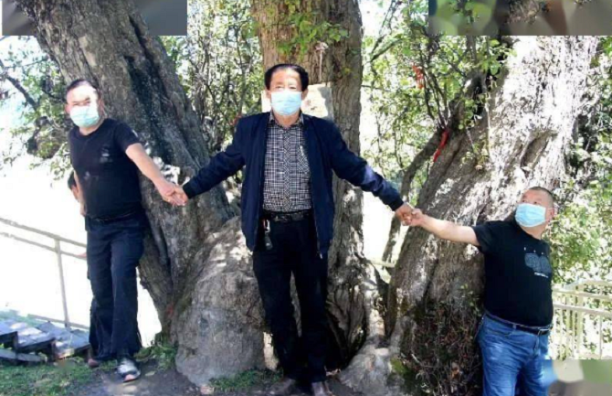 Cây táo có tới 5 nhánh thân chính, phải nhiều người lớn vòng tay mới ôm xuể. (Ảnh: Sohu)