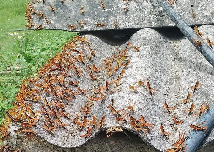 Hiện chính quyền địa phương đã tổ chức phun thuốc để dập dịch châu chấu