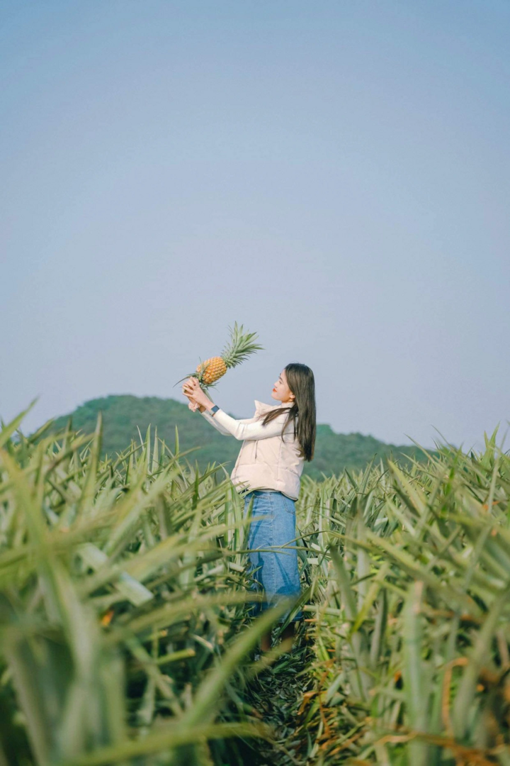 Thời điểm thích hợp nhất để bạn đến tham quan đồi dứa Tam Điệp là vào khoảng tháng 6 và tháng 7 hằng năm.