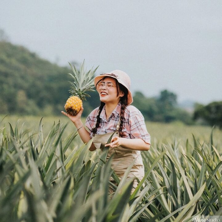 Ngoài việc chụp ảnh và thư giãn, bạn còn có thể tham gia vào những trải nghiệm của nông dân nơi đây như bón phân, tưới cây và gặt dứa.