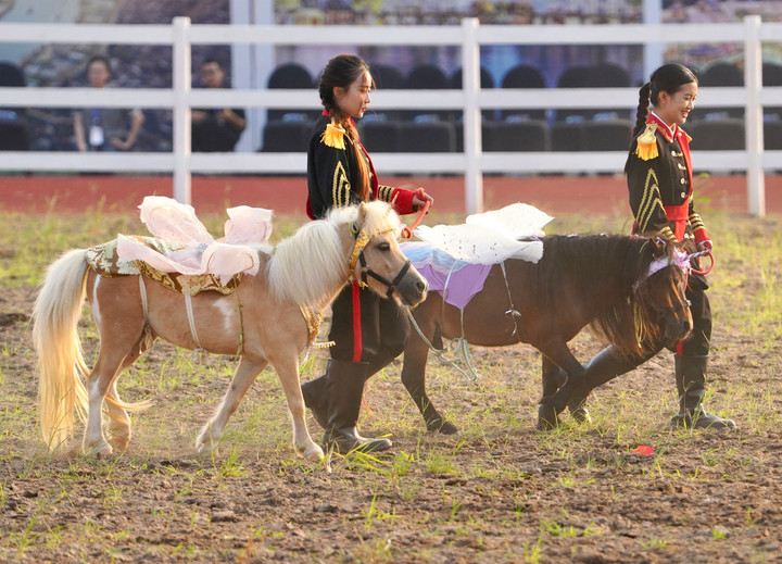Bên cạnh trọng mã khổng lồ với trọng lượng lên đến hơn 1 tấn như Friesian hay Shire, Học viện cũng sở hữu những thiên thần ngựa Pony đáng yêu với chiều cao dưới 1m4 phù hợp cho các khách hàng nhí.