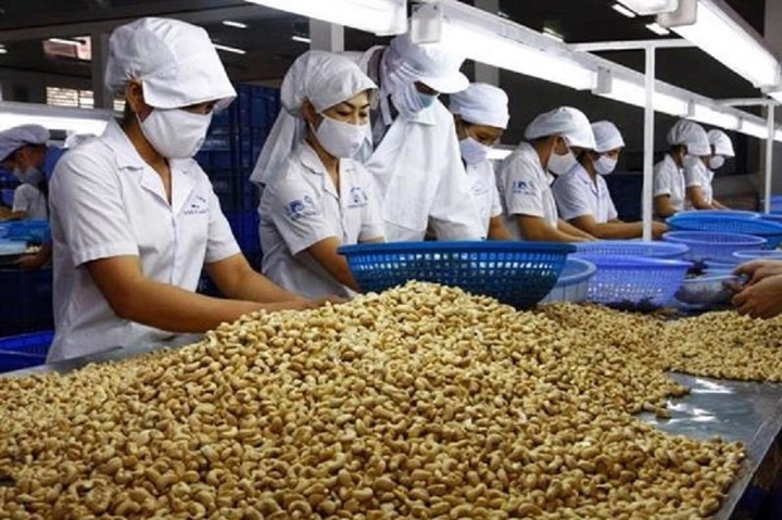 Doanh nghiệp nhập khẩu điều thô Việt Nam lao đao vì thiếu nguyên liệu. (Ảnh minh họa)