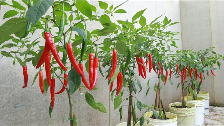 Ngoài tỉa ngọn, còn một số mẹo nhỏ để trồng ớt quả sai trĩu cành: Đảm bảo các yếu tố ánh sáng, đất trồng, nước và phân. (Ảnh: Pinterest)