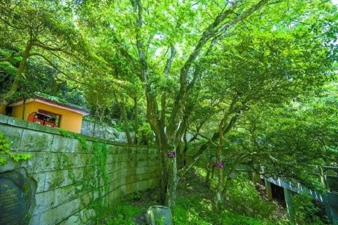 Sau nhiều nỗ lực, các nhà thực vật học Trung Quốc đã có thể nhân giống cây sồi tai ngỗng Phổ Đà. (Ảnh: The Paper)