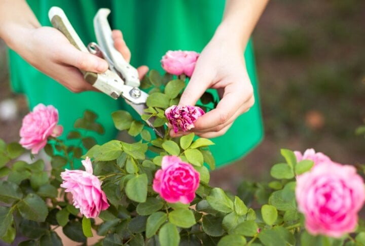 Tỉa cành và lá là kỹ thuật quan trọng giúp cây hoa hồng thông thoáng, giảm nguy cơ sâu bệnh và kích thích cây ra hoa nhiều hơn (Ảnh: Perryhomes)
