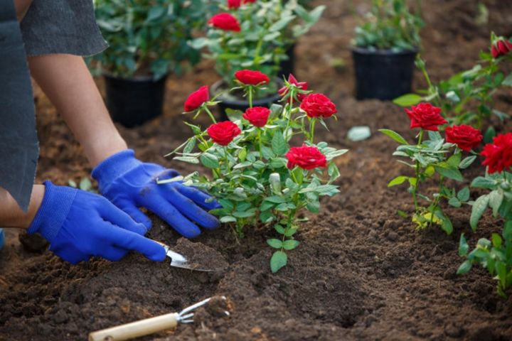 Kỹ thuật trồng hoa hồng giúp hoa nở nhiều. (Ảnh:Truevalue)