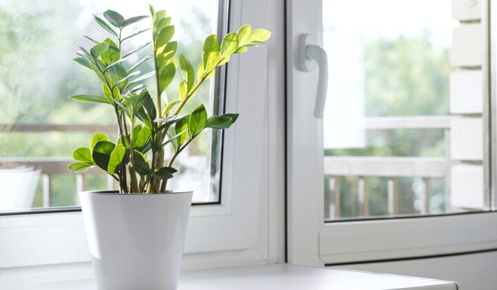 Bạn càng lười chăm sóc thì cây kim tiền càng phát triển. (Ảnh: Housing)
