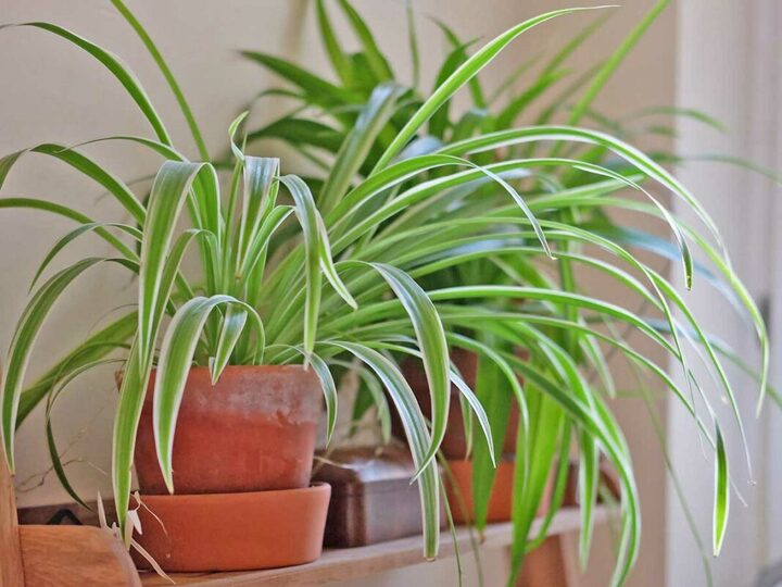 Cỏ lan chi là một lựa chọn tuyệt vời cho người "lười" chăm sóc. (Ảnh: Mow Garden)