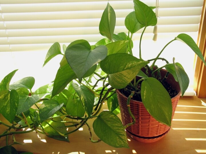 Trầu bà là loại cây càng ít chăm sóc thì càng sum xuê và tràn đầy sức sống. (Ảnh: Plant)