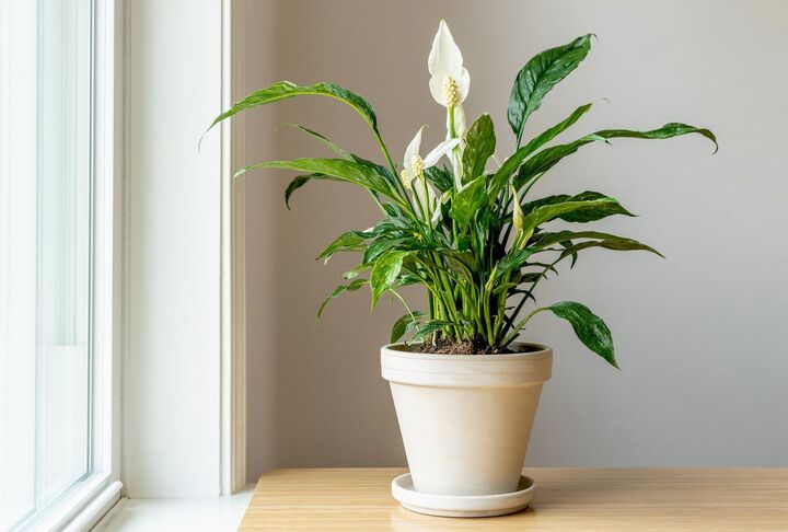 Cây lan Ý có thể sống tốt ở môi trường ánh sáng yếu như trong nhà và không cần phải chăm sóc quá thường xuyên. (Ảnh: The Spruce)