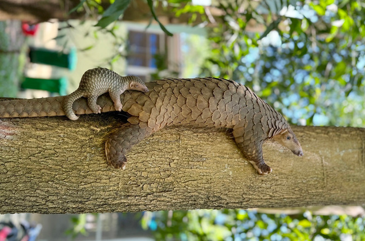 Mẹ con tê tê Java đang cực “hot” tại Vinpearl River Nam Hội An.