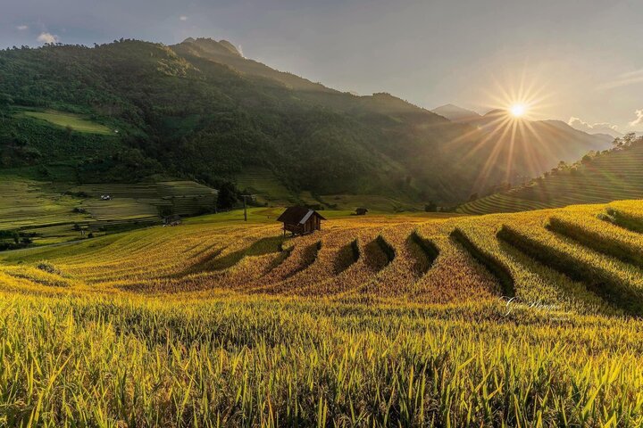 Những thửa ruộng bậc thang chín vàng tại làng Lao Chải Tả Van - Ảnh: Phúc Lâm