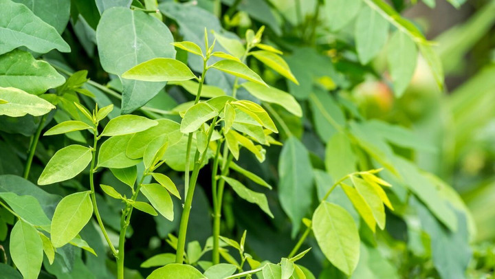 Rau ngót rất dễ sống và có thể được trồng bằng phương pháp giâm cành. (Ảnh: MobiAgri)