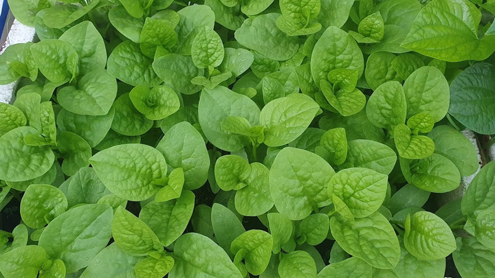 Mồng tơi - loại rau mùa hè chỉ cần cắm cành xuống đất là phát triển tươi tốt. (Ảnh: Servintegrales)