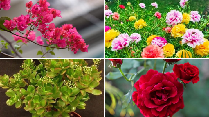 Những loại hoa cứ cắm cành xuống đất là bén rễ. (Ảnh minh hoạ: Pinterest)