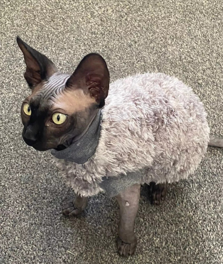 Chú mèo Eric Morecambe - thủ phạm gây ra vụ tai nạn. (Ảnh: Chris Rowley)