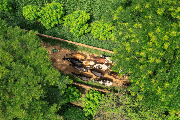 Lượng carbon trung hòa của trang trại Green Farm tương đương 30.000 sân bóng phủ đầy cây xanh, lượng nước tuần hoàn tương đương 86 hồ bơi Olympic.