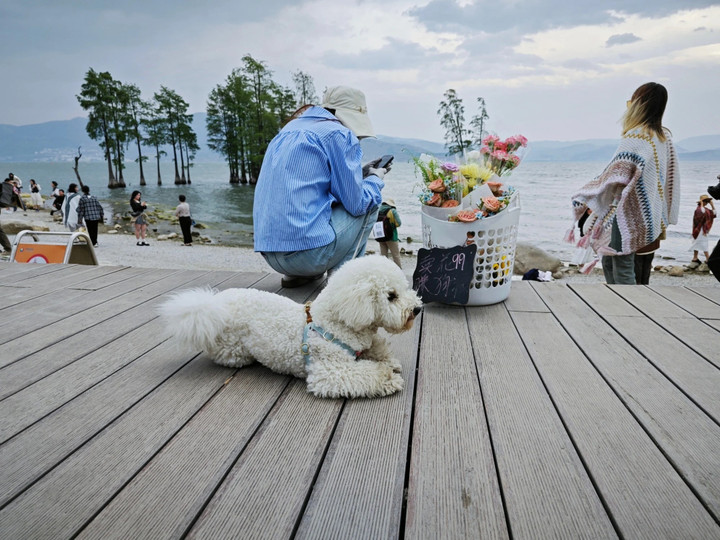 Người trẻ cho rằng xu hướng mai mối thú cưng là "liều thuốc" giải tỏa căng thẳng. (Ảnh: Shutterstock)