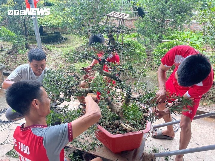 Nhiều thanh niên trong làng gắn bó với nghề sửa cây cảnh bởi hưởng thu nhập cao.