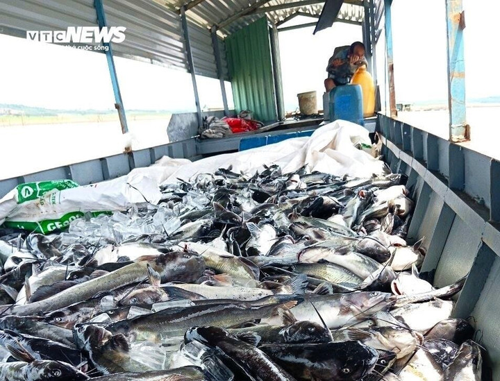 Hơn 25 tấn cá chết, thiệt hại ước tính 3,8 tỷ đồng.