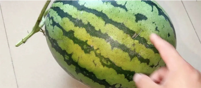 Màu sắc của quả dưa cũng cho biết dưa ngọt hay nhạt.