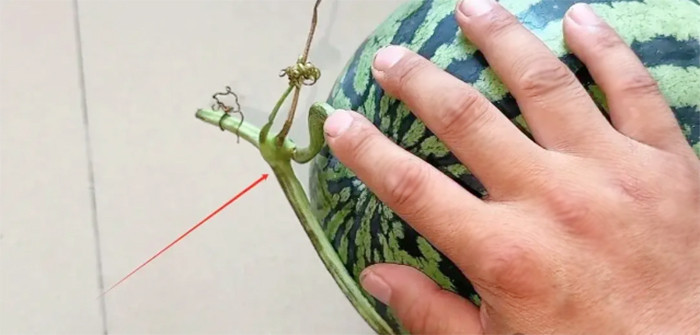 Mẹo chọn dưa hấu ngon: Tránh quả có cuống vàng, khô vì đó thường là dưa cũ.