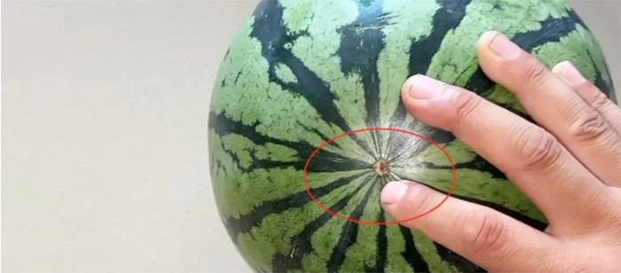 Quả dưa hấu rốn nhỏ thườngngọt và mỏng vỏ hơn.