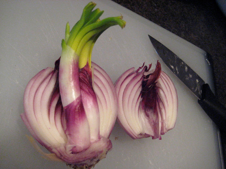 Hành khô mọc mầm vẫn ăn được và không gây hại cho sức khỏe. ( Ảnh: Damoversae)