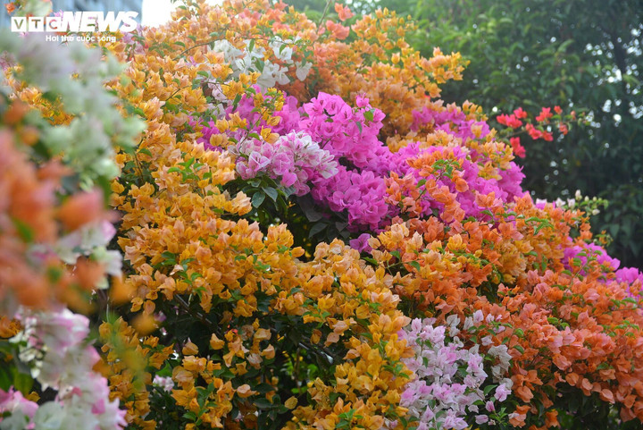 Bạn có biết cách tưới cho cây hoa giấy vào mùa hè để cây ra hoa rực rỡ? (Ảnh: Đại Việt)