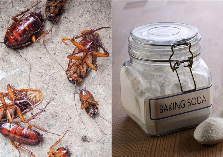 Ngoài tác dụng làm sạch đồ dùng, baking soda còn có tác dụng diệt gián hiệu quả. (Ảnh: bTaskee)