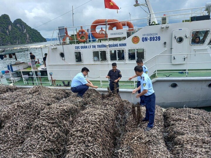 Lực lượng Quản lý thị trường tỉnh Quảng Ninh vừa phát hiện 350.000 dây hàu với tổng khối lượng 63 tấn hàu giống không hóa đơn chứng từ. (Ảnh: QLTT Quảng Ninh)