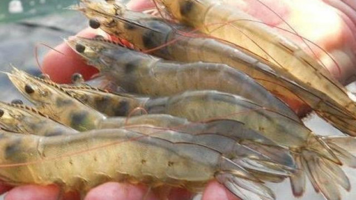 Bạn nên chọn tôm có phần vỏ còn nguyên vẹn. Đầu và chân tôm phải gắn chặt với thân. (Ảnh: Grist.org)