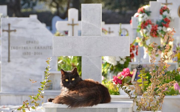 Ở Tây Ban Nha, chôn cất thú cưng không theo quy định sẽ bị phạt rất nặng.