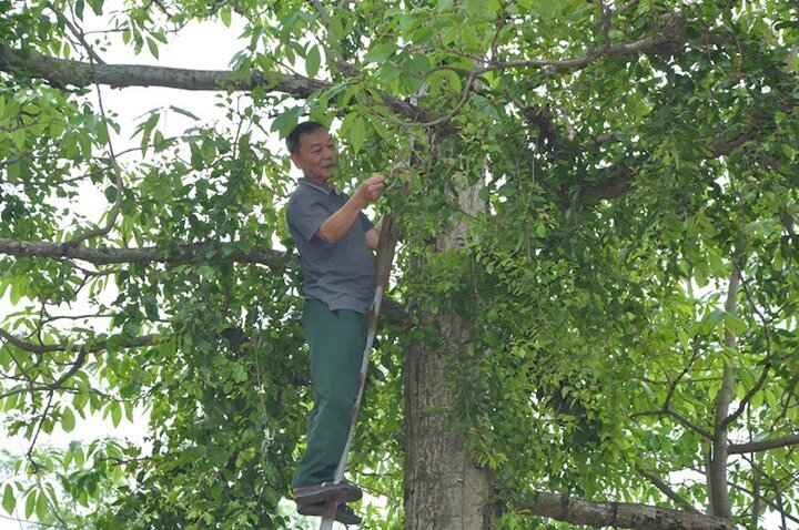 Ông Nguyễn Văn Thống đang thu hoạch lá tầm gửi. (Ảnh: NVCC)