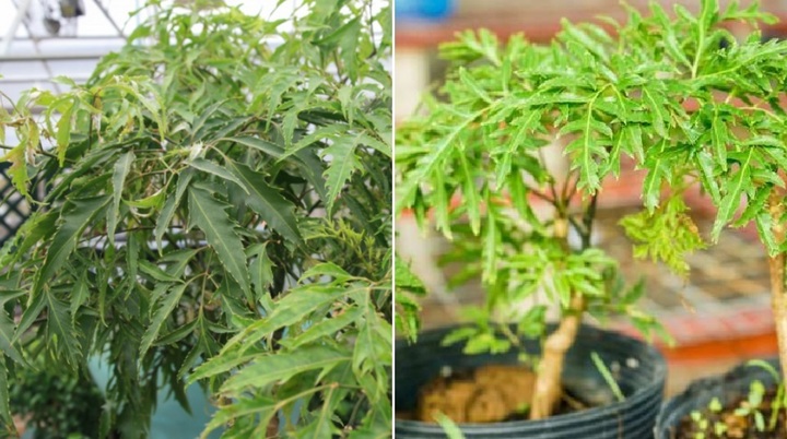 Cây đinh lăng dễ trồng và chăm sóc.