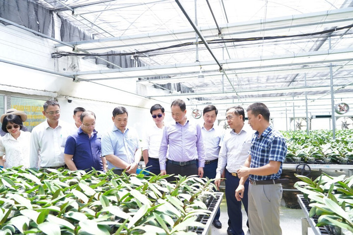 Thứ trưởng Bộ KH&CN Trần Hồng Thái cùng đoàn công tác tham quan mô hình nông nghiệp công nghệ cao sản xuất lan hồ điệp tại xã Thạch Khê, huyện Thạch Hà.
